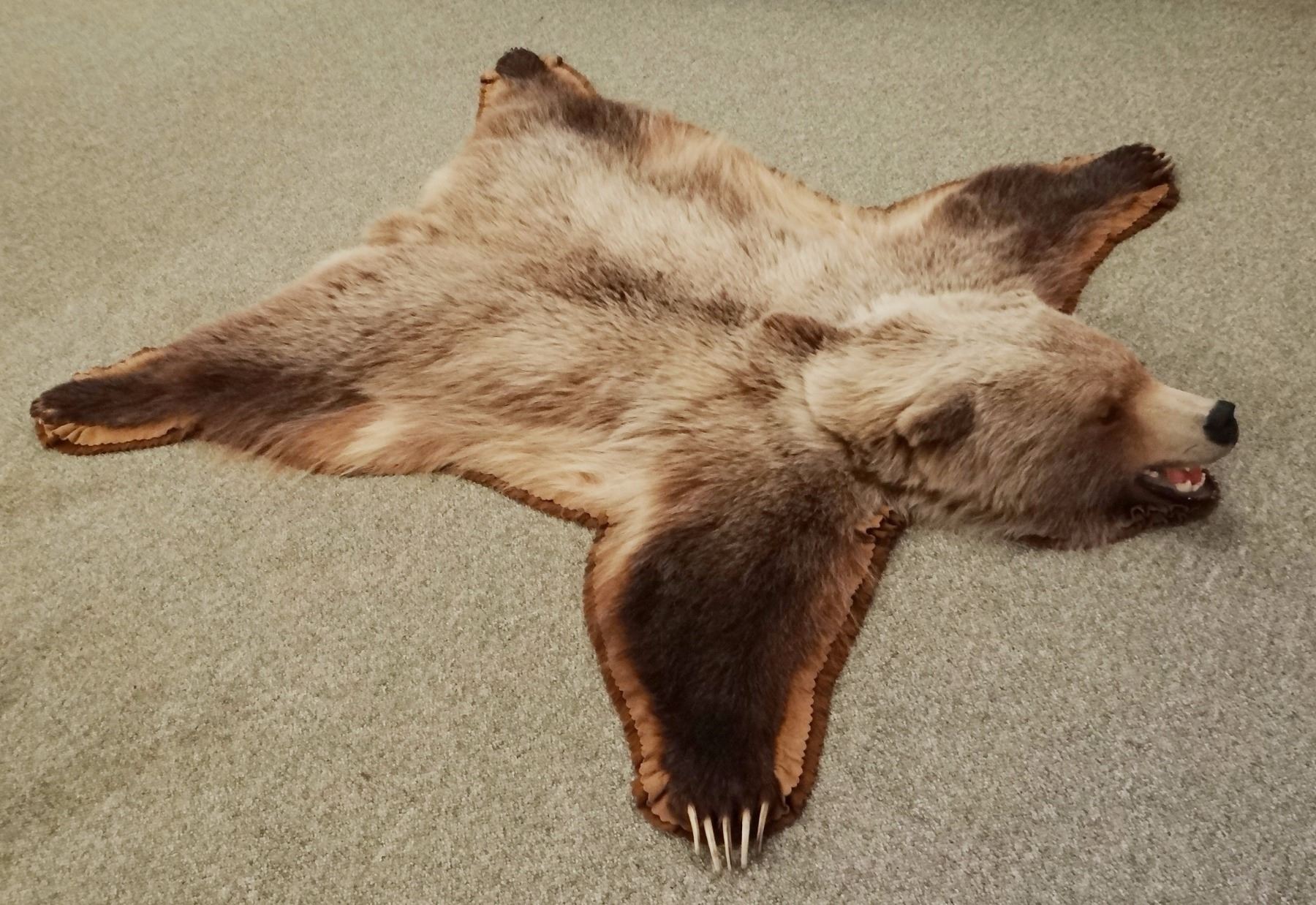 Grizzly Bear rug, 74"l x 65"w