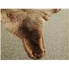 Image 6 : Grizzly Bear rug, 74"l x 65"w