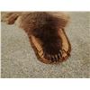 Image 7 : Grizzly Bear rug, 74"l x 65"w