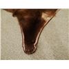Image 7 : Grizzly Bear rug, 82"l x 71"w