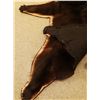 Image 3 : Black Bear rug, 73"l x 67"w, w/ rings for hanging