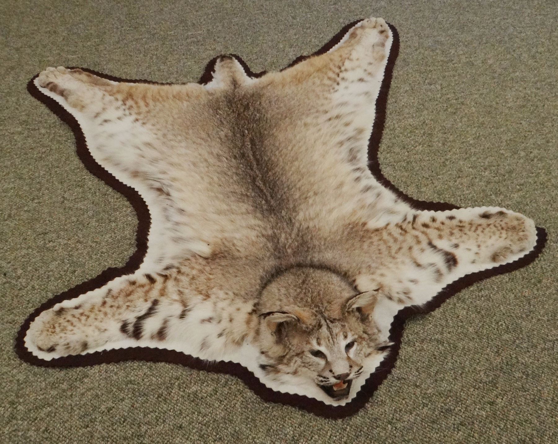 Bobcat rug, 38"w x 44"l
