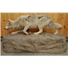 Image 1 : Gray Wolf full mount on false rock
