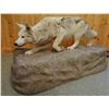 Image 2 : Gray Wolf full mount on false rock