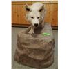 Image 3 : Gray Wolf full mount on false rock