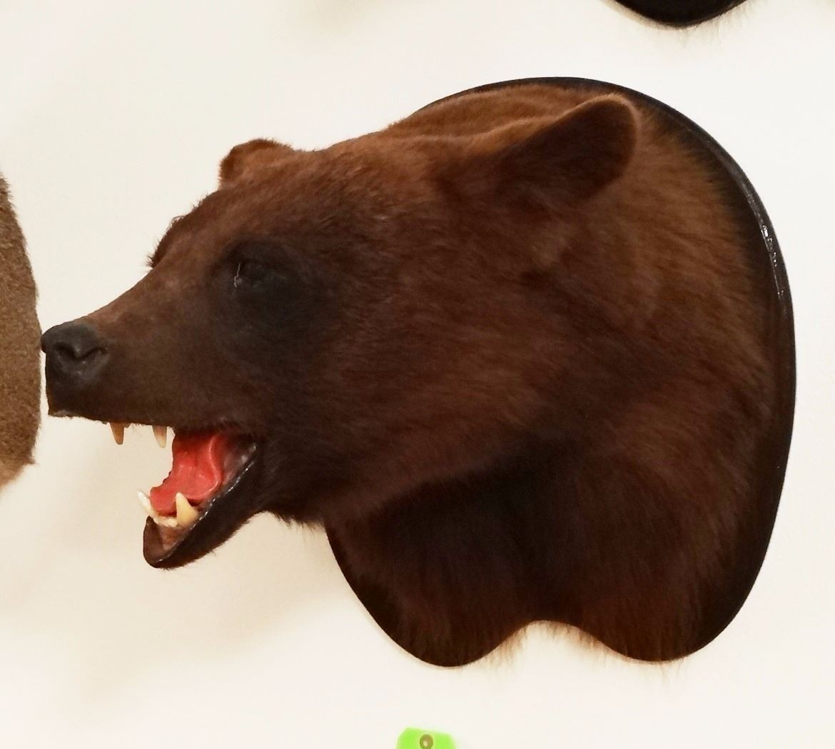 Black Bear head mount (brown)