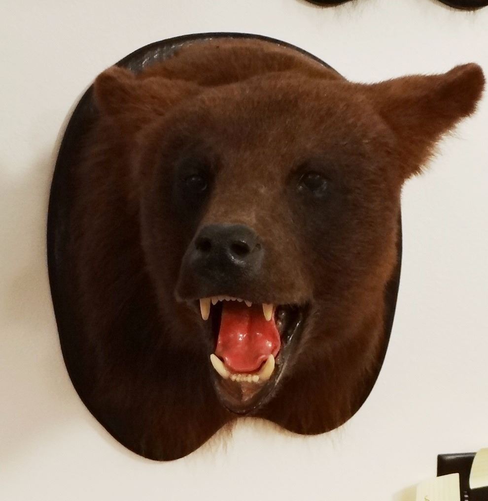 Black Bear head mount (brown)