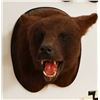 Image 2 : Black Bear head mount (brown)