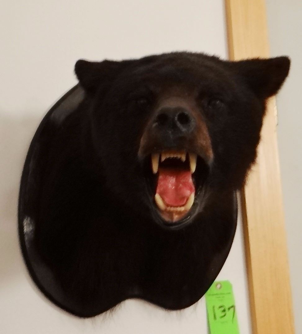 Black Bear head mount (black)