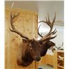 Image 1 : Rocky Mountain Elk shoulder mount, 7x6,