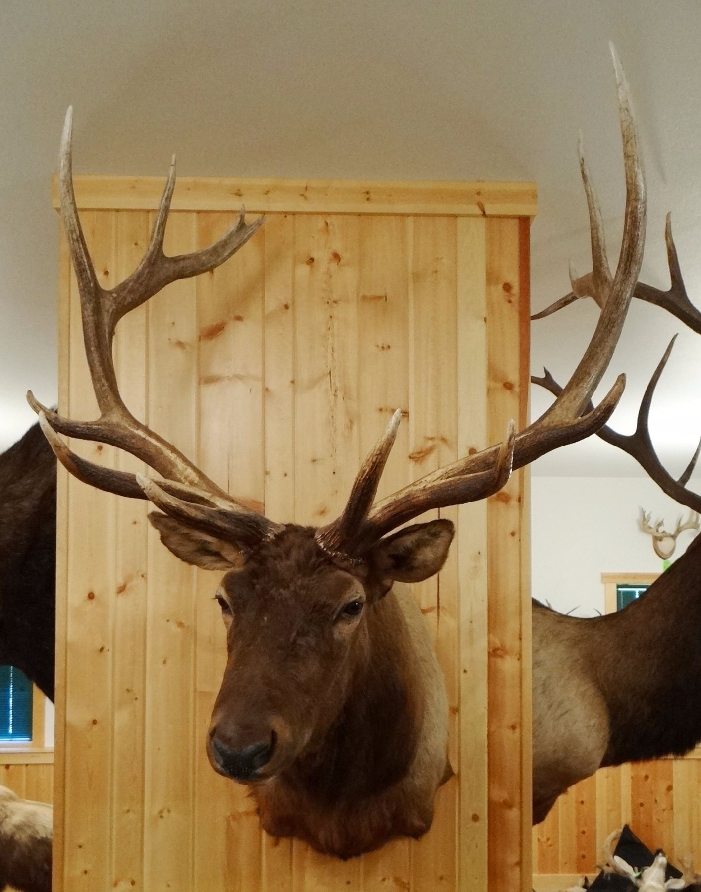 Rocky Mountain Elk shoulder mount, 7x6,