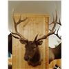 Image 2 : Rocky Mountain Elk shoulder mount, 7x6,