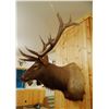 Image 3 : Rocky Mountain Elk shoulder mount, 7x6,