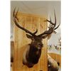 Image 1 : Rocky Mountain Elk shoulder mount, 6x7