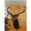 Image 2 : Rocky Mountain Elk shoulder mount, 6x7
