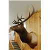 Image 3 : Rocky Mountain Elk shoulder mount, 6x7