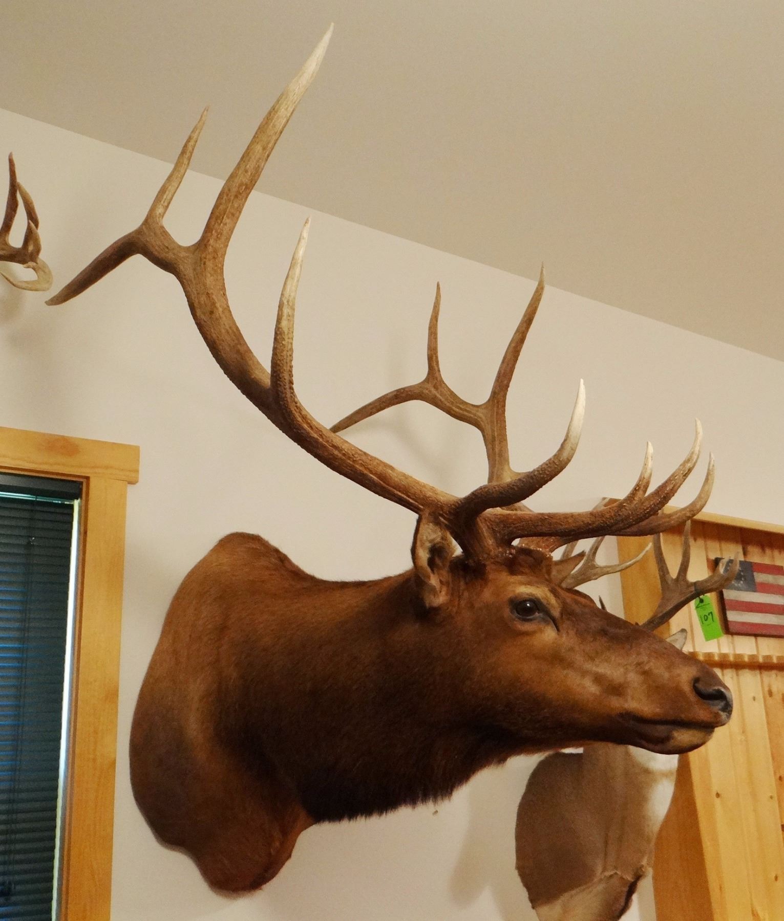 Rocky Mountain Elk shoulder mount, 6x6