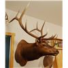 Image 1 : Rocky Mountain Elk shoulder mount, 6x6