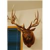 Image 2 : Rocky Mountain Elk shoulder mount, 6x6