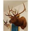 Image 3 : Rocky Mountain Elk shoulder mount, 6x6