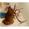 Image 4 : Rocky Mountain Elk shoulder mount, 6x6
