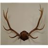Image 1 : Elk antlers, plaque mounted, 6x6