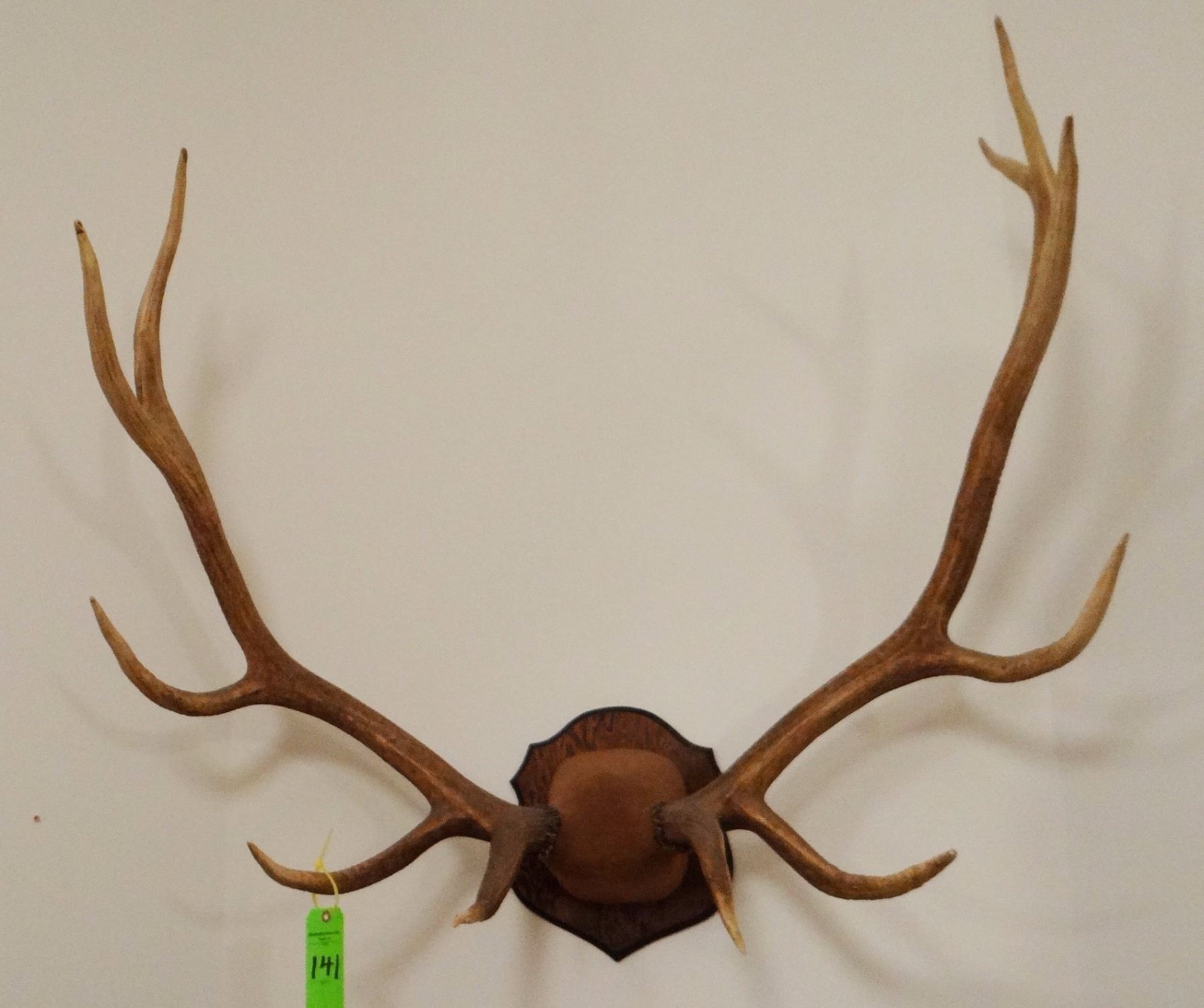 Elk antlers, plaque mounted, 6x6