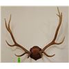 Image 2 : Elk antlers, plaque mounted, 6x6