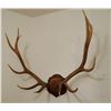 Image 3 : Elk antlers, plaque mounted, 6x6