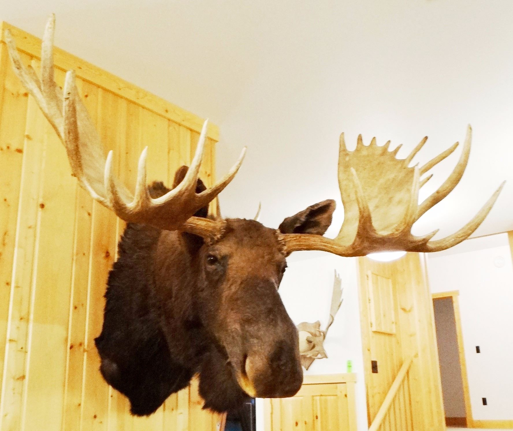 Moose shoulder mount, 15x14, 60"w