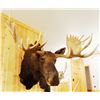 Image 1 : Moose shoulder mount, 15x14, 60"w