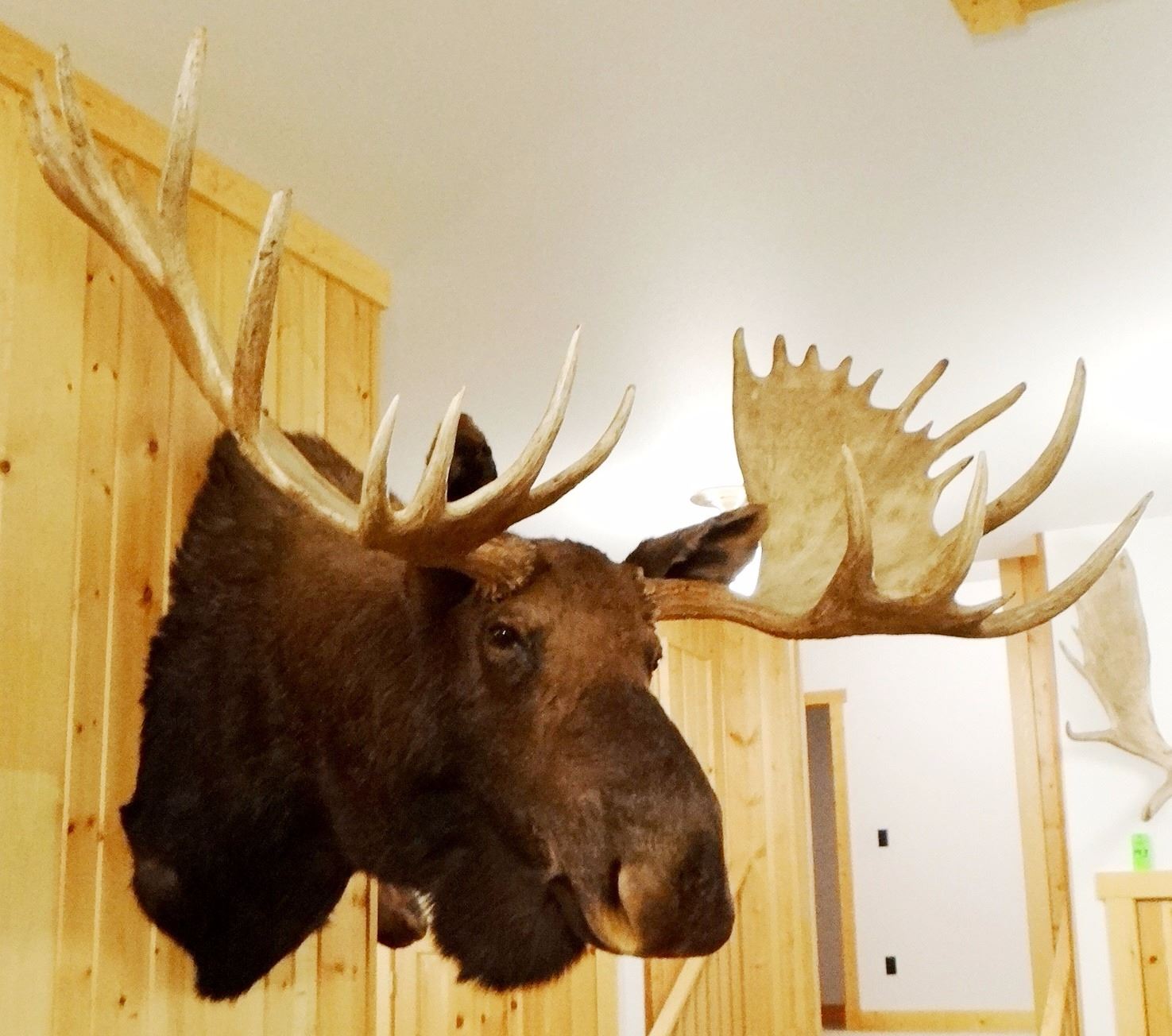 Moose shoulder mount, 15x14, 60