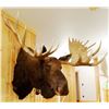 Image 2 : Moose shoulder mount, 15x14, 60"w