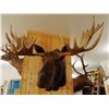Image 3 : Moose shoulder mount, 15x14, 60"w