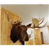 Image 4 : Moose shoulder mount, 15x14, 60"w