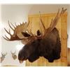 Image 5 : Moose shoulder mount, 15x14, 60"w