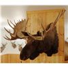 Image 6 : Moose shoulder mount, 15x14, 60"w