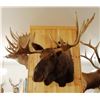 Image 7 : Moose shoulder mount, 15x14, 60"w