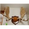 Image 1 : Moose antlers, plaque mounted, 10x10