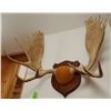Image 2 : Moose antlers, plaque mounted, 10x10
