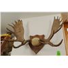 Image 1 : Moose antlers, plaque mounted, 10x12
