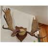 Image 2 : Moose antlers, plaque mounted, 10x12