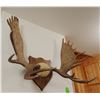 Image 3 : Moose antlers, plaque mounted, 10x12