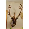 Image 1 : Caribou shoulder mount, 15x17, double shovel