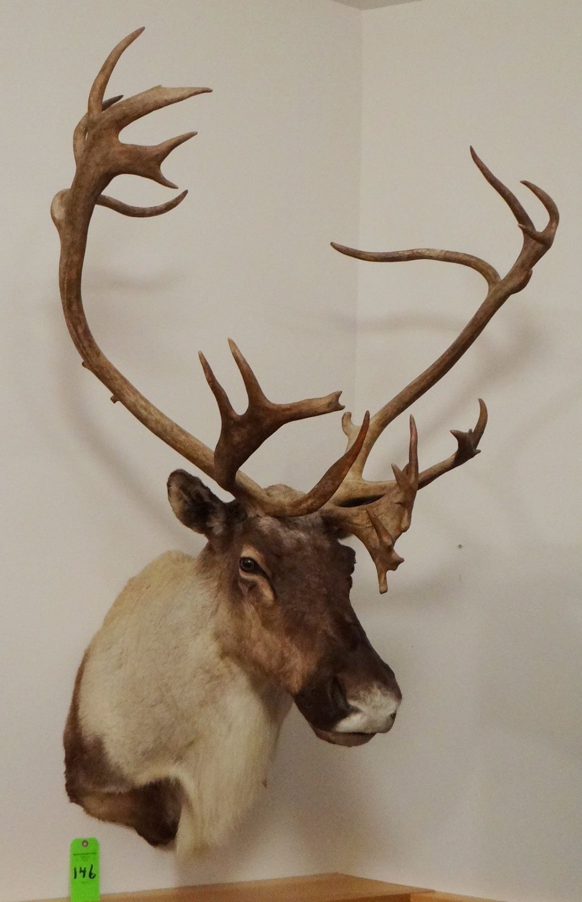 Caribou shoulder mount, 14x19, double shovel