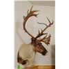 Image 3 : Caribou shoulder mount, 14x19, double shovel