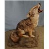 Image 1 : Coyote full mount on false rock