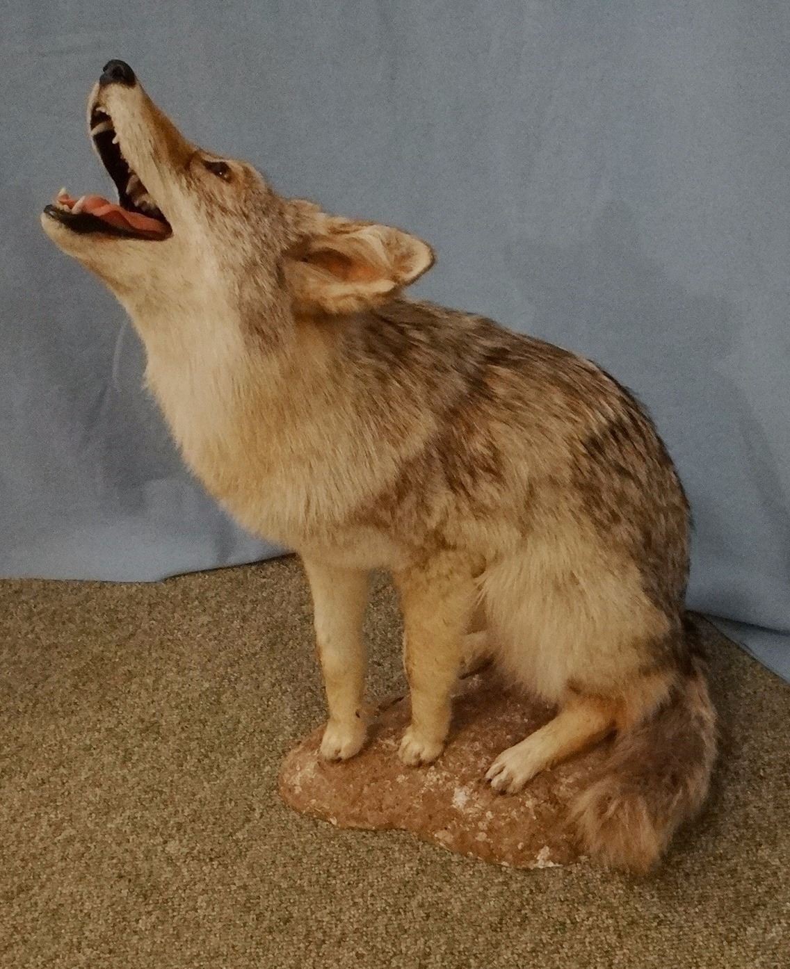 Coyote full mount on false rock