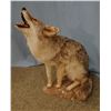 Image 1 : Coyote full mount on false rock