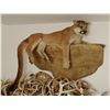 Image 1 : Mountain Lion full mount on false rock